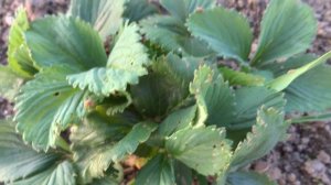 Вредитель Клубники! Как защитить свою клубнику?