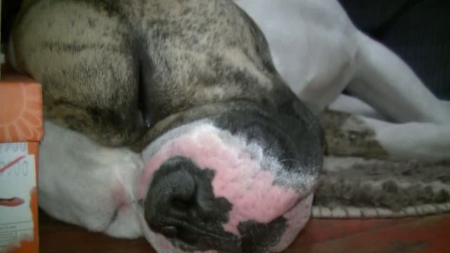 Американский бульдог Брайс #americanbulldog #американскийбульдог