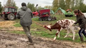 Переводим телят в зимний загон
