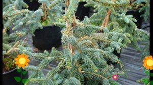 Пихта испанская Келлерис. Краткий обзор, описание характеристик abies pinsampo Kelleris