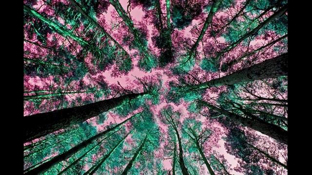 The girl who talks to trees by Elspeth Meadow смотреть онлайн