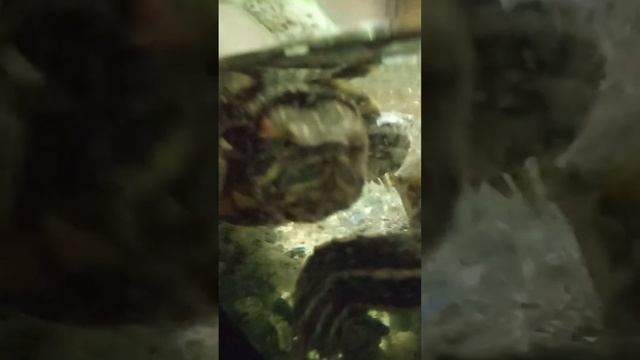 История о Красноухой Черепахи #2 смотреть онлайн