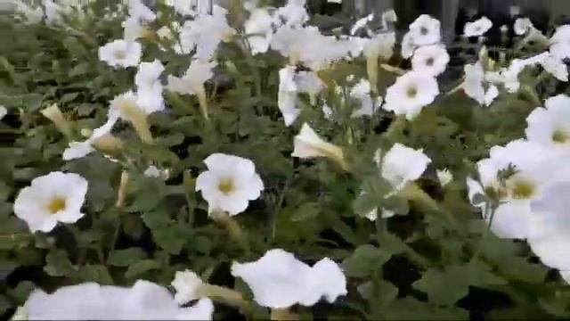ПЕТУНИЯ АМПЕЛЬНАЯ И КАСКАДНАЯ