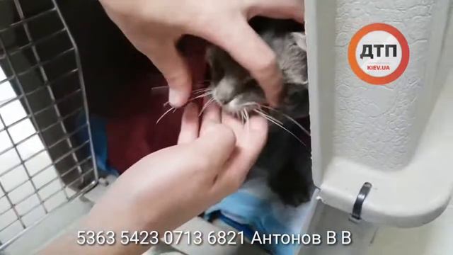 В гостях у Добрячка в клинике Рыжий Кот. Животное, победившее смерть. Лечим. Сбор средств. 5363 5 смотреть онлайн