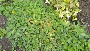 Как вырастить Арабис Кавказский.