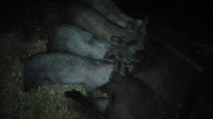 Свинки дюрки ,помесь ландрас + дюрок