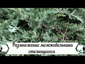 Размножение можжевельника стелющегося.
