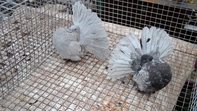 Американский тип павлинов(ГОЛУБИ.мои выводные) Ставрополье