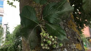 Whitebeam (Sorbus aria) - leaves & fruit - July 2018