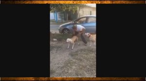 СМЕШНЫЕ НЕУДАЧИ! Подборка приколов!  Смешные падения! Смешные животные  Приколы на дороге!