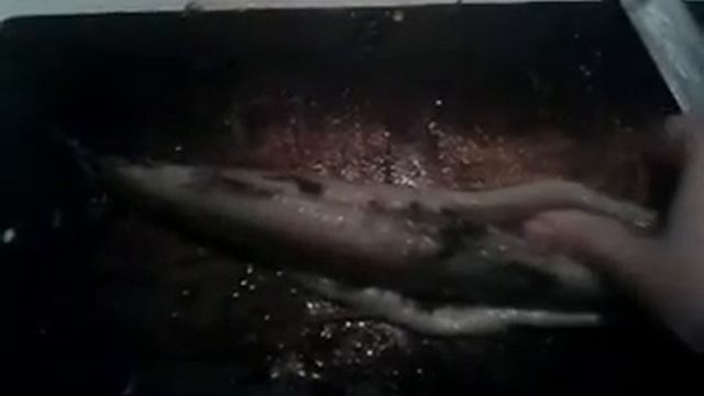 #Как разделать селёдку от кожи и костей#Как почистить селёдку от костей и кожицы/#На филе смотреть онлайн