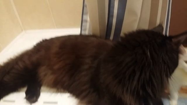 мейн-кун, размер годовалого кота смотреть онлайн