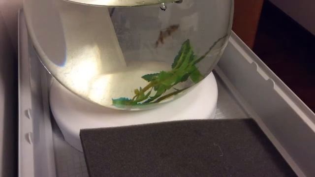 Парень Игреге (рыбке). Смотреть в описании... смотреть онлайн