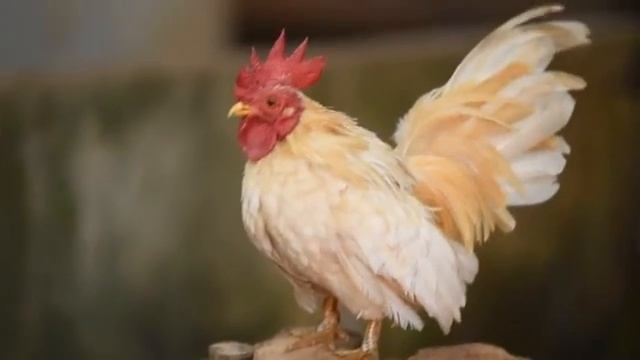 Украинская деревня. Стихи про жизнь в Украине. Українське село, Россия и Украина