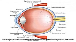 Анатомическое строение и функции глаза человека: особенности, схема с обозначениями, описанием. Ан.