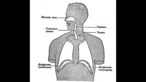 Анатомо физиологические механизмы речи