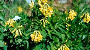 Целебные свойства астрагала о которых Вы никогда бы не догадались