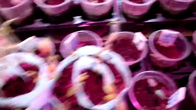 Рассада на 5.01.2019. Дрозофилла ужасная))) Бюджетный вариант подсветки смотреть онлайн