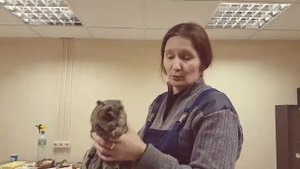 Как правильно держать дикую сову. Фиксация совы, принудительное кормление дикой совы