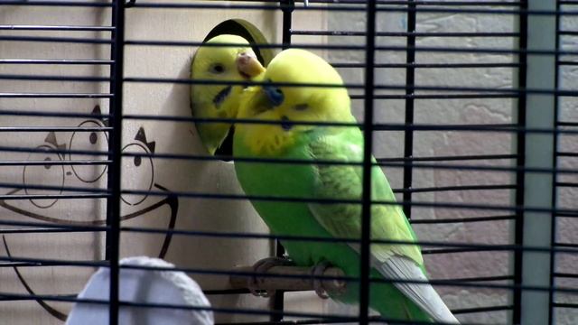 Радужные волнистые попугайчики смотреть онлайн