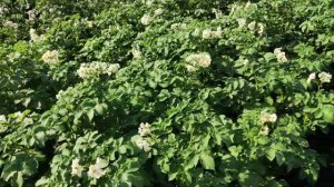 Сорт картофеля Сорая/SORAYA.