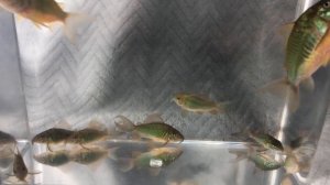 Emerald Corydoras (Brochis splendens) in a Specimen Container