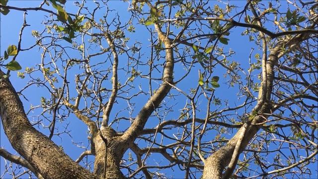 Indian bean tree (Catalpa bignonioides) - canopy - May 2018 смотреть онлайн