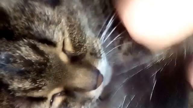 когда не дают коте спать ( Нюся ) смотреть онлайн