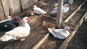 Кормление МУСКУСНЫХ УТОК в ВЕСЕННЕ — ЛЕТНИЙ период//ЧЕМ КОРМИТЬ ИНДОУТОК?//