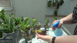 Lycaste как посадить?