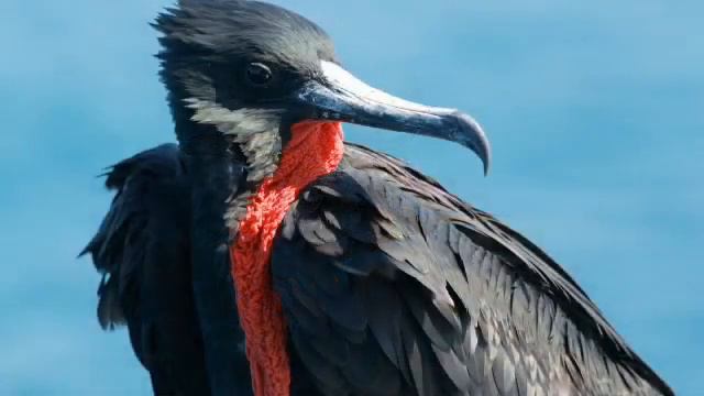 «Птицы фрегат» Instrumental Music BALLAD improvisation piano Victor Mikhailovich Anokhin смотреть онлайн