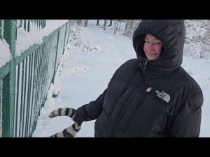 Как тигры переносят морозы?)))) ВЕСЕЛО))))