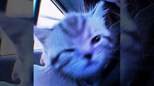 Нежная - Цинк Уродов [Speed Up]