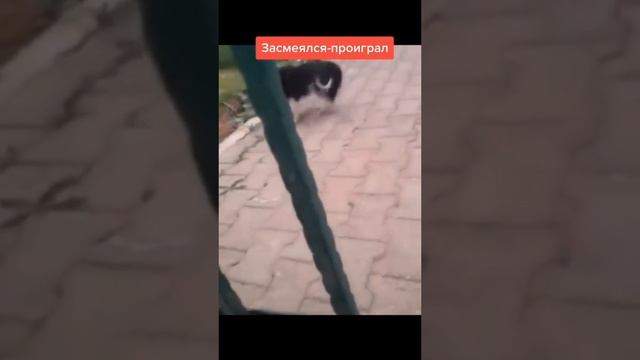 ПОПРОБУЙ НЕ ЗАСМЕЯТЬСЯ ?#Shorts