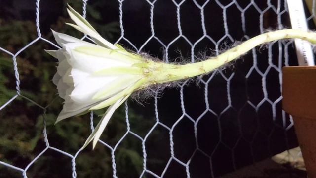 Echinopsis subdenudata bloom