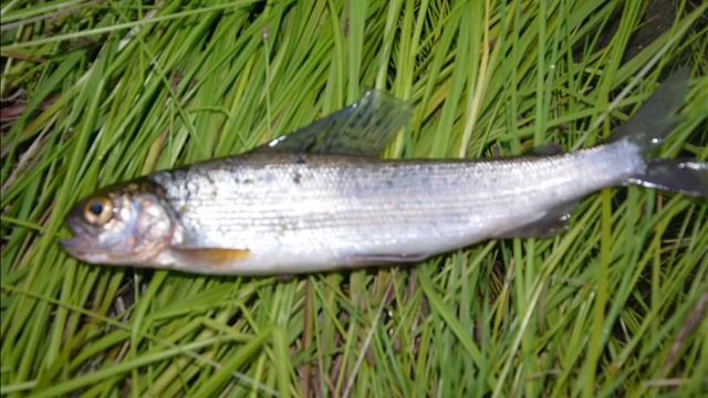 река уров забайкальский край, рыбалка. смотреть онлайн