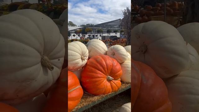 Дары Осенний Природы! Великаны Тыквы за $80 смотреть онлайн