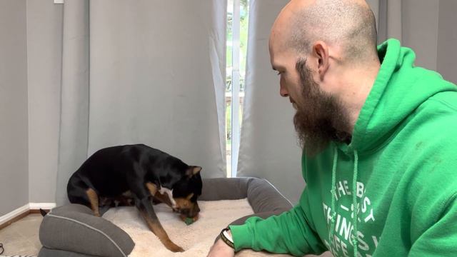 Maeve & I Review This Pineapple Chew Toy, Pitbull Approved!