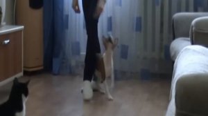 Щенок басенджи. Первые команды