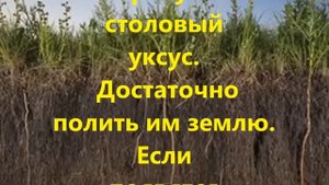 Быстрое определение кислотности почвы.