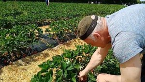 Клубника в Германии.  Фермерское хозяйство.