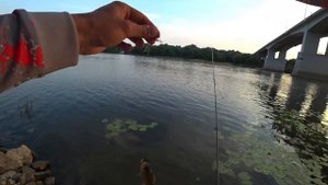 Мормышинг на Оке. Лучшая приманка для ловли на мормышку