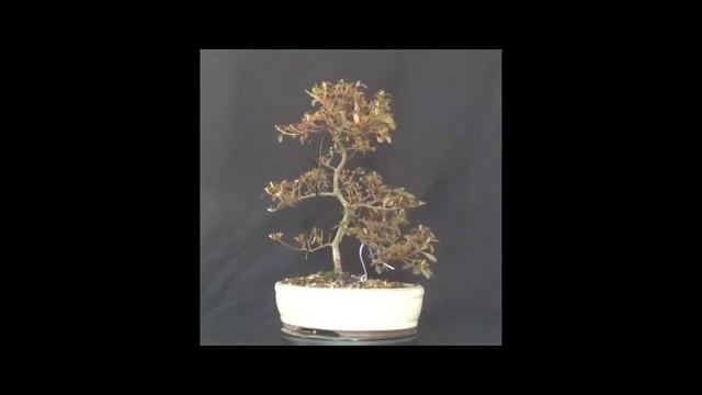 Satsuki Bonsai Rhododendron indium Mangetsu смотреть онлайн
