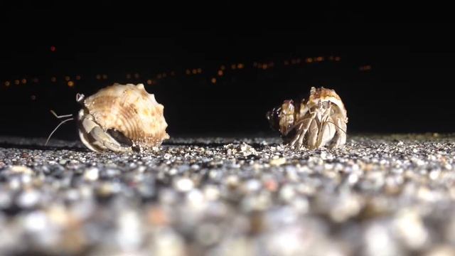 Обитатели Красного моря - раки-отшельники смотреть онлайн