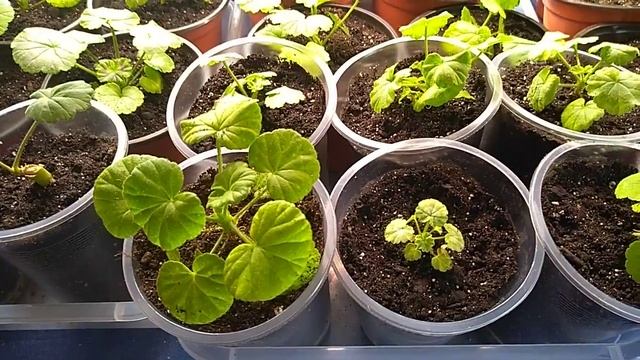 Болезни и проблемы с пеларгонией, как помочь ! смотреть онлайн