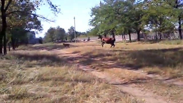 бордоский дог БЕНЯ смотреть онлайн