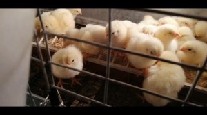 ??? ПЕРВЫЙ-ПЯТЫЙ ДЕНЬ ВЫРАЩИВАНИЯ ЦЫПЛЯТ БРОЙЛЕРОВ. ПРОПОЙКА, ТЕМПЕРАТУРА, ВЕС