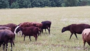 #овцы#эдильбай#гисар#матки#белорусь#бараны#ярочки#ягнята#