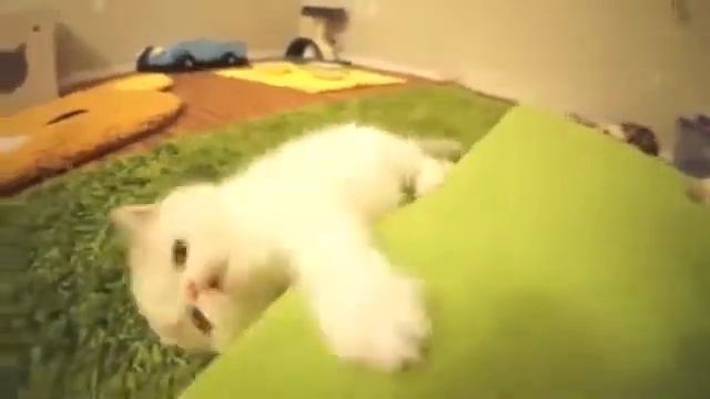 Котенок думает, что он щенок смотреть онлайн