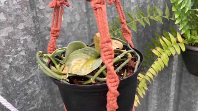 Greenhouse Walkthrough - Moss Pole Plant Updates смотреть онлайн